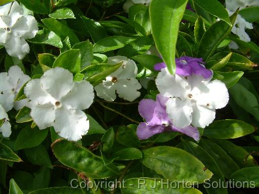 Brunfelsia bonodora 